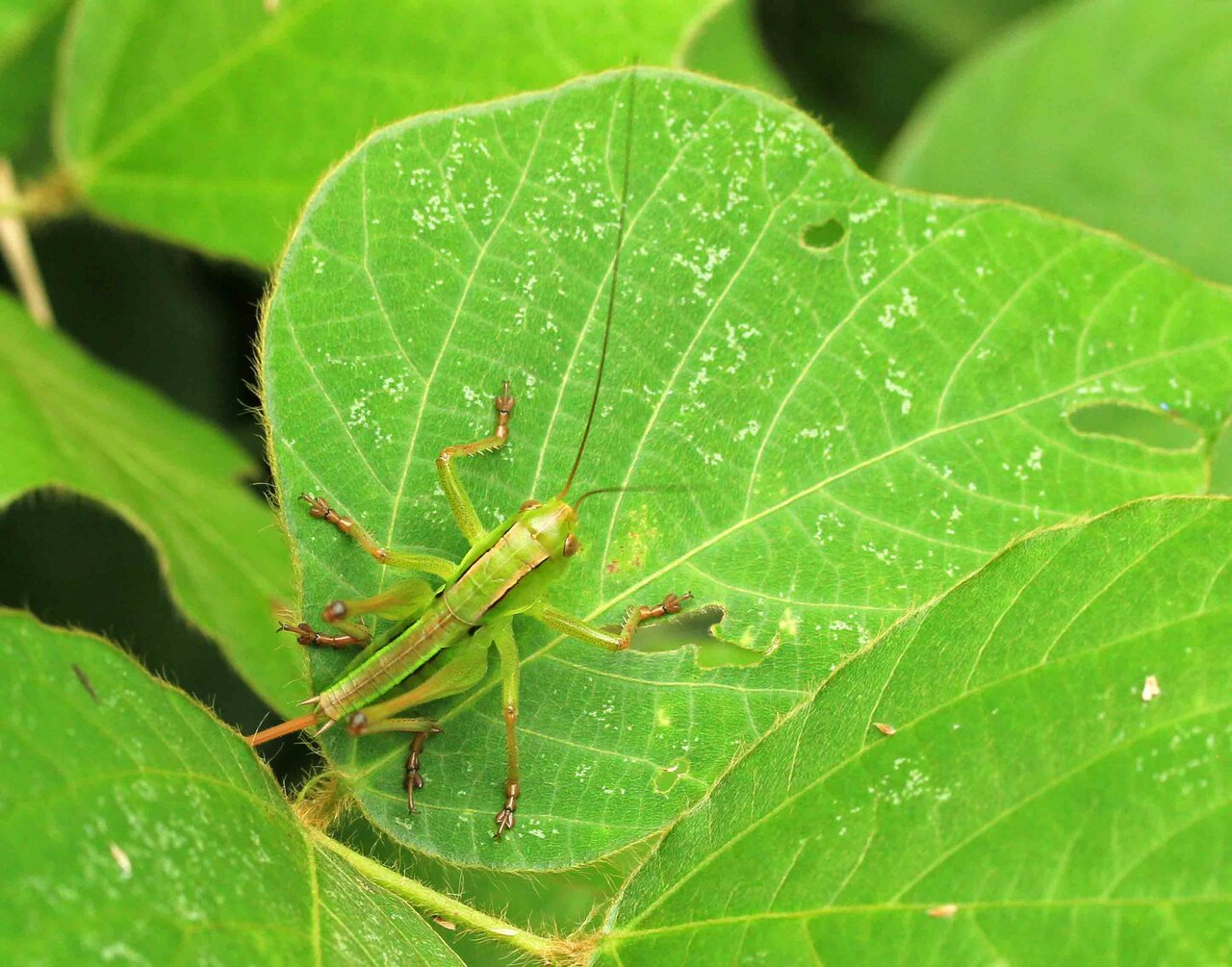 バッタ キリギリスなど こん近のblog バッタ キリギリスなど こん近のblog