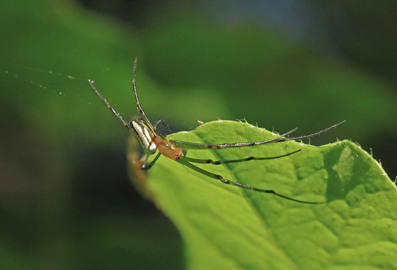 オオシロカネグモ チュウガタシロカネグモ コシロカネグモ こん近のblog