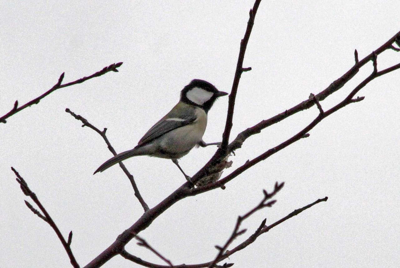 シジュウカラ科の仲間 シジュウカラ ヒガラ ハシブトガラの違い ハンター日記