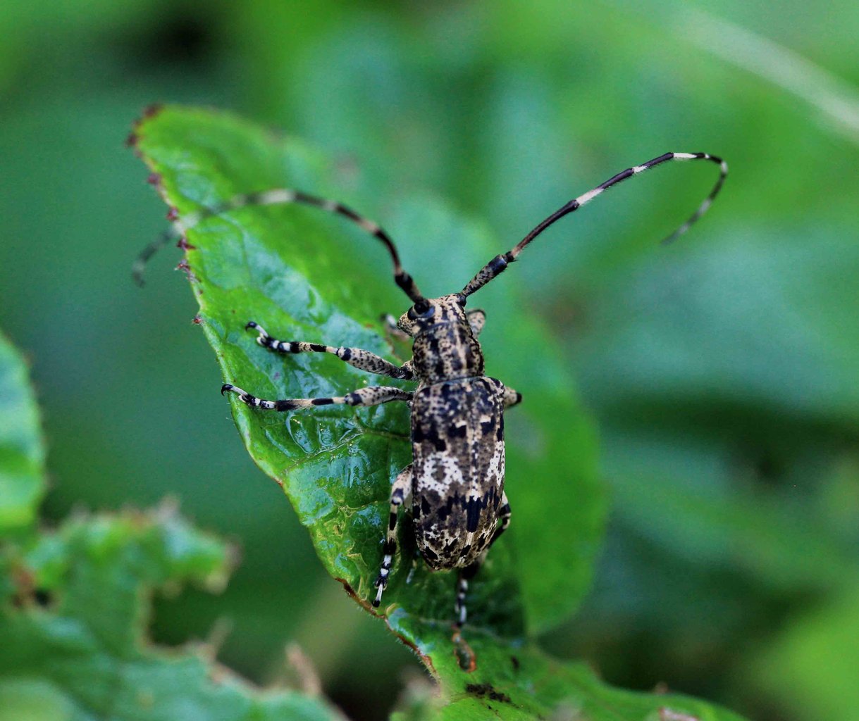 ナガゴマフカミキリ ヨツキボシカミキリ セダカコブヤハズカミキリ ナガバヒメハナカミキリ こん近のblog