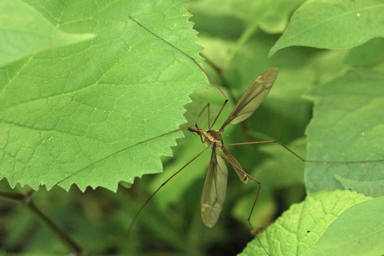 その他昆虫 こん近のblog