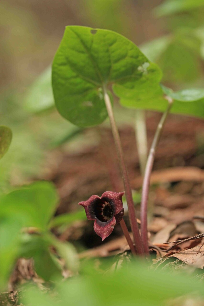 鳥取県準絶滅危惧種 ウスバサイシン ナツトウダイ こん近のblog