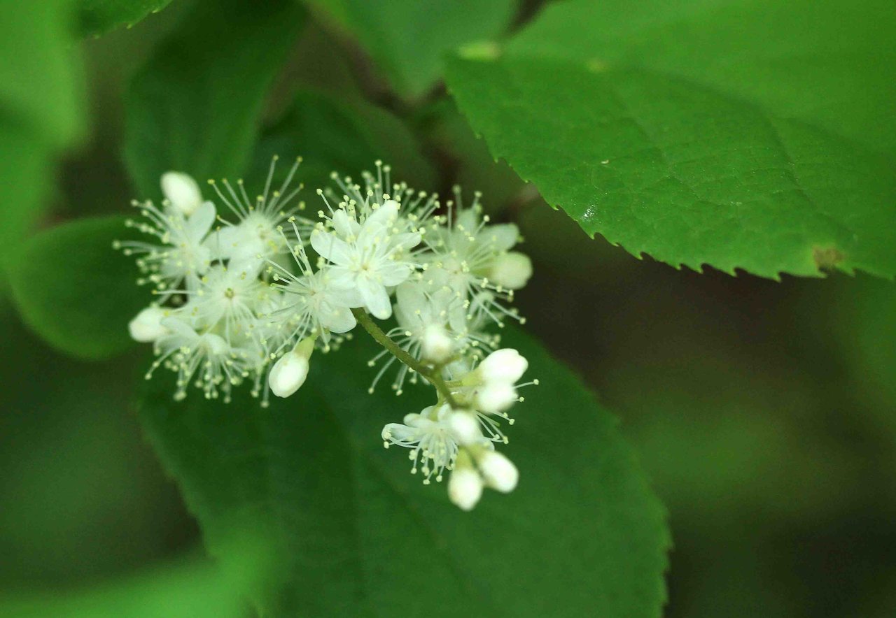 春の樹木の花 サワフタギ エゴノキ ヤマボウシなど こん近のblog