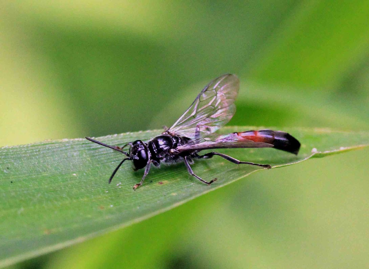 こん近のblogナミジガバチモドキ・サトジガバチコメント                自然はともだち