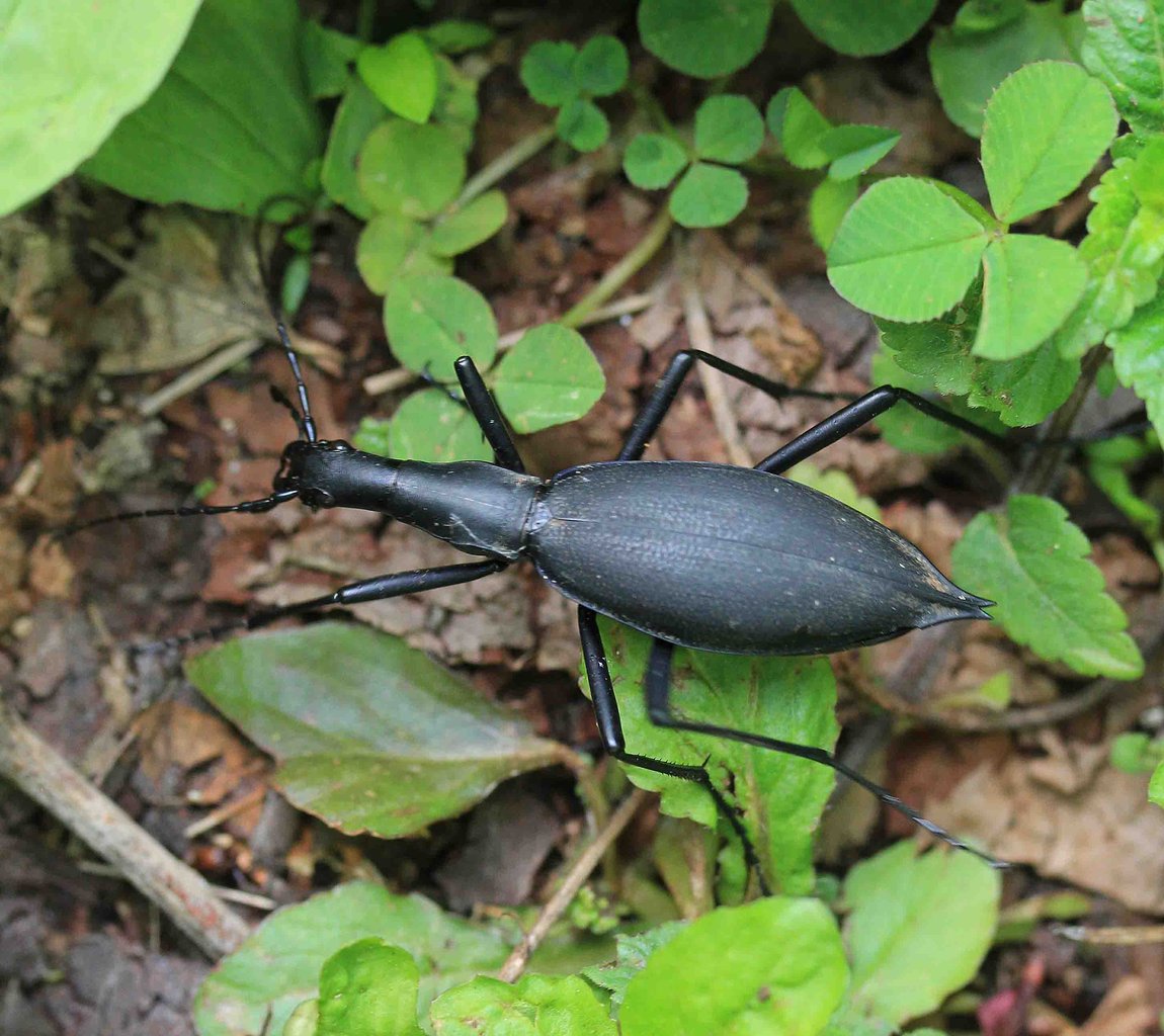 ヒメツチハンミョウ♀・マイマイカブリ : こん近のblog