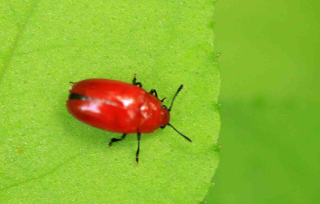 ハムシ科 ムナグロツヤハムシほか こん近のblog