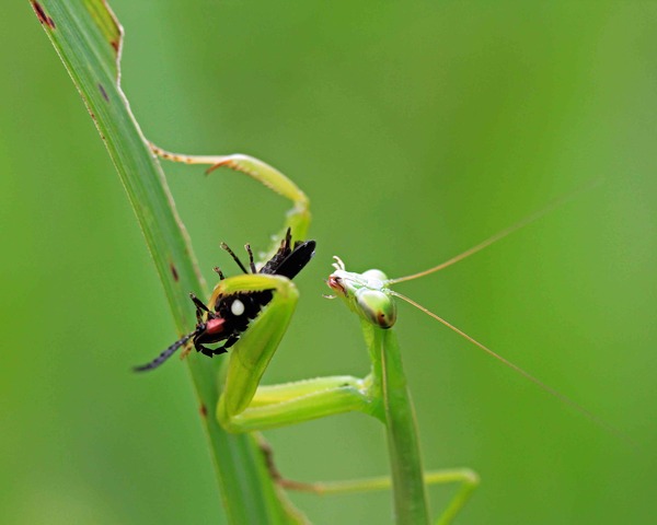 カマキリの幼虫 オオカマキリ ハラビロカマキリ こん近のblog