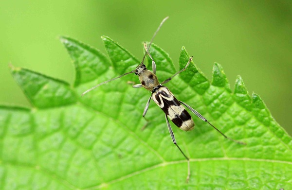 ゴマダラカミキリ エグリトラカミキリ こん近のblog