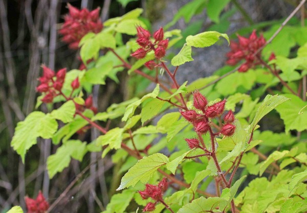 暑夏の樹 エビガライチゴ コウゾ ガンピ マタタビ ヤブデマリ こん近のblog