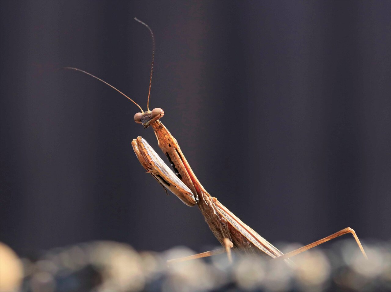 コカマキリ・オオカマキリ・チョウセンカマキリ・カマキリの脱皮殻