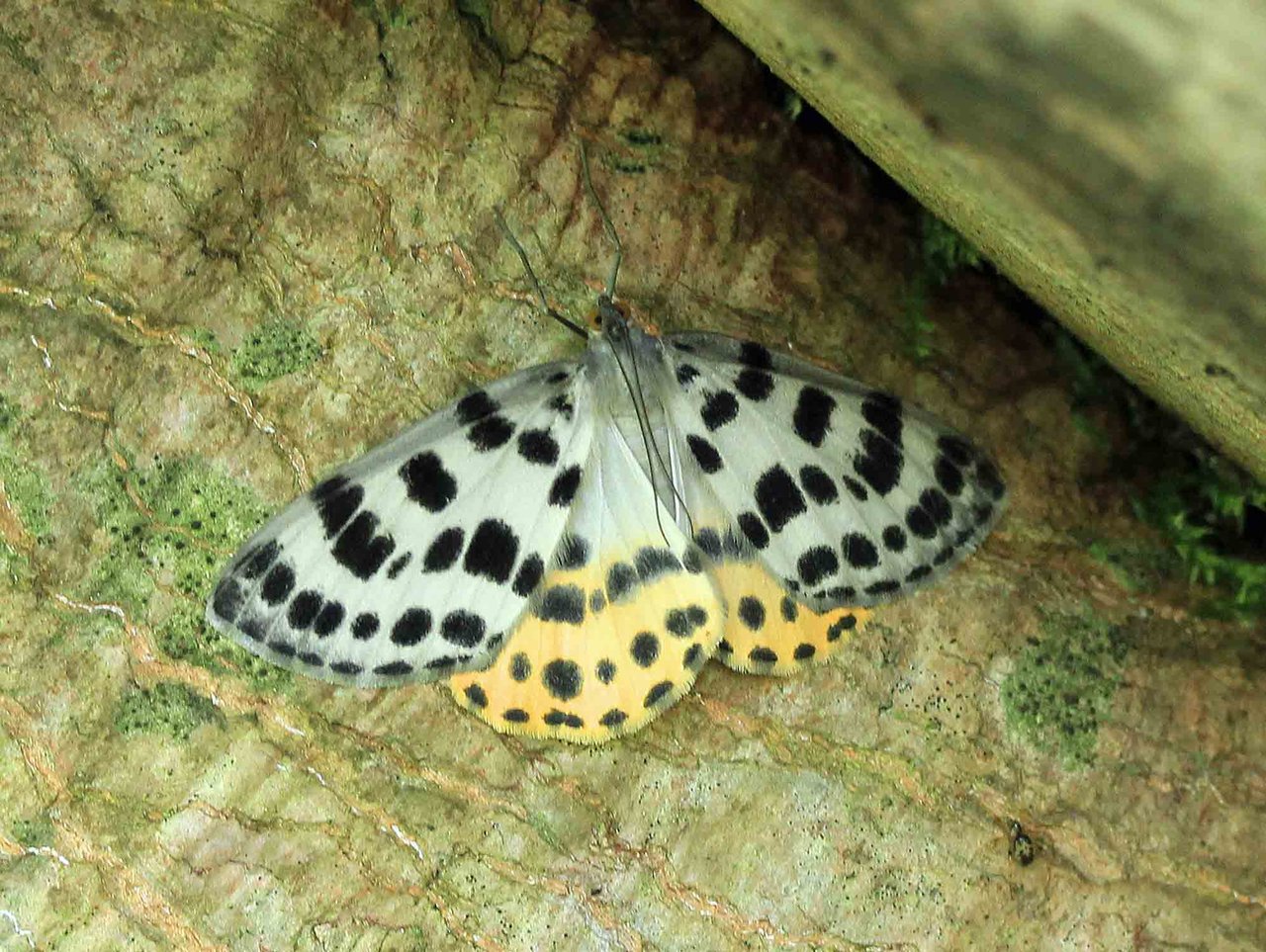 ヒョウモンエダシャク キシタエダシャク ユウマダラエダシャク ヒメマダラエダシャク こん近のblog
