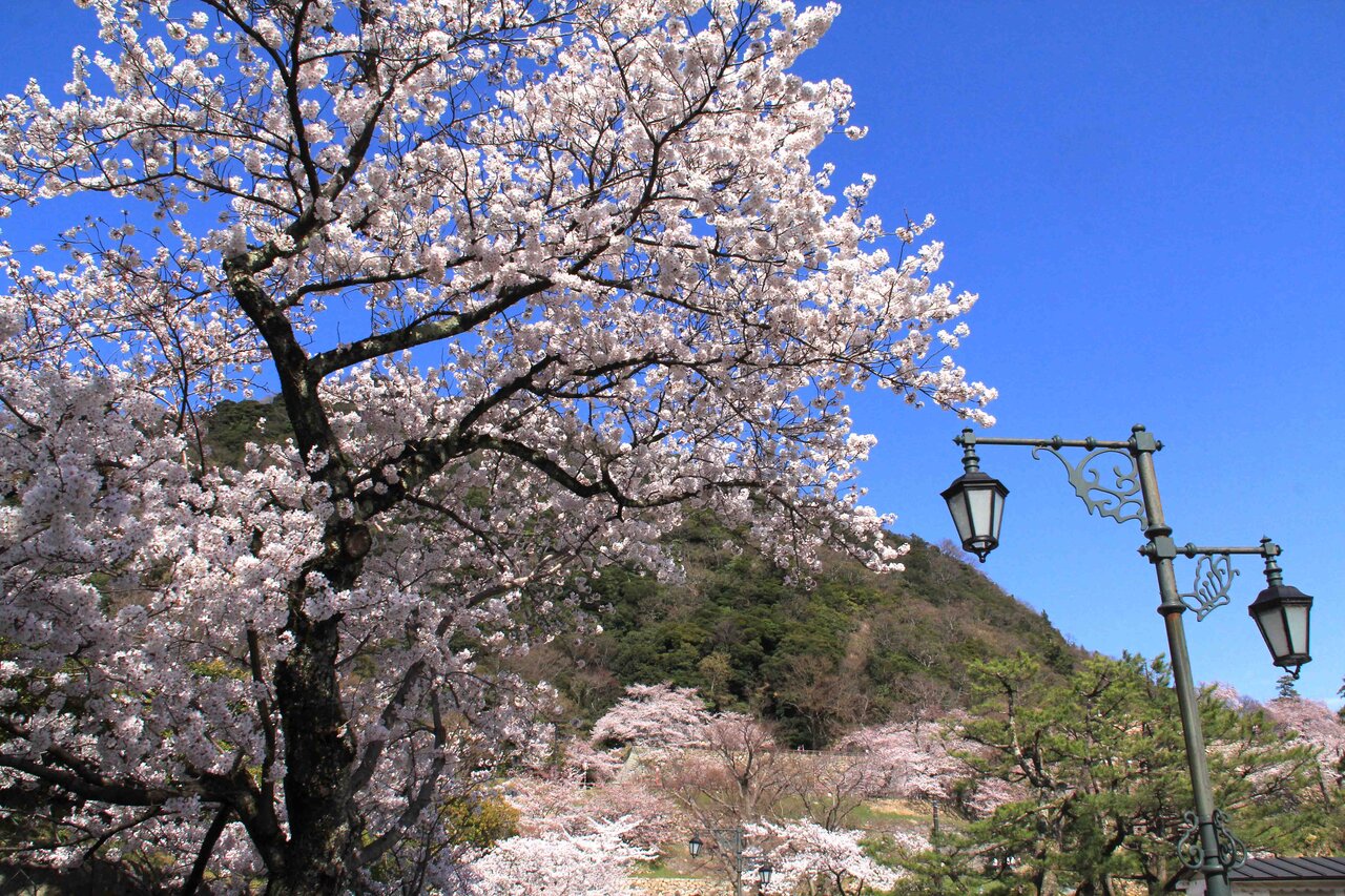 桜が咲いた 久松公園 鳥取城跡 こん近のblog 桜が咲いた 久松公園 鳥取城跡 こん近のblog