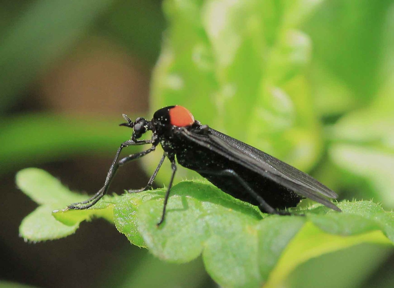メスアカケバエ ウスイロアシブトケバエ こん近のblog メスアカケバエ ウスイロアシブトケバエ こん近のblog