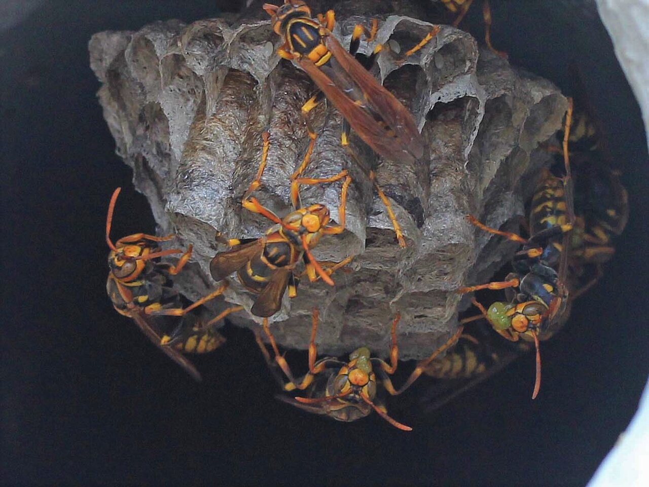 セグロアシナガバチの巣 ヤマトアシナガバチ キボシアシナガバチの巣 こん近のblog