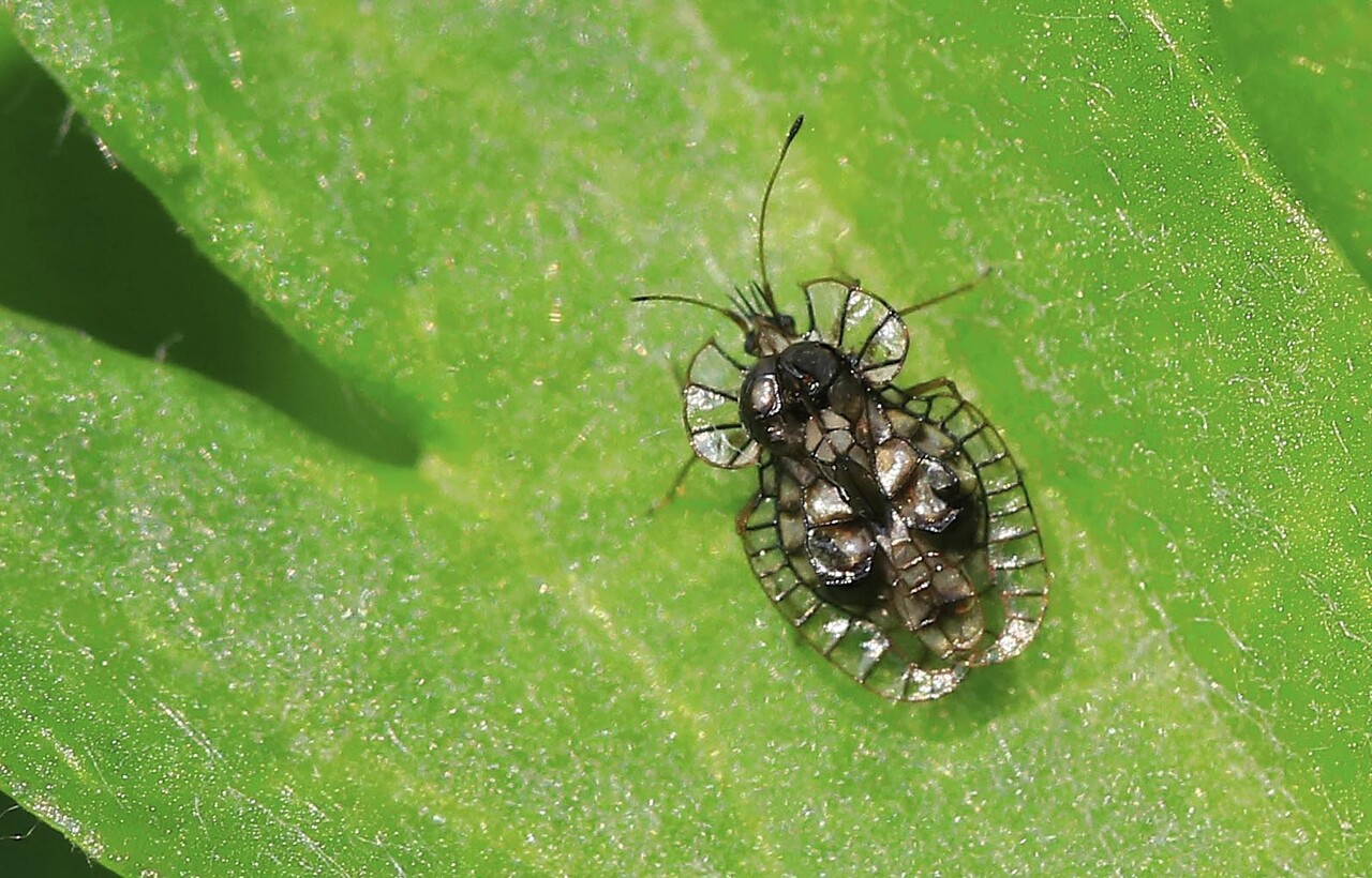 面白い虫 キクグンバイ・アワダチソウグンバイ : こん近のblog