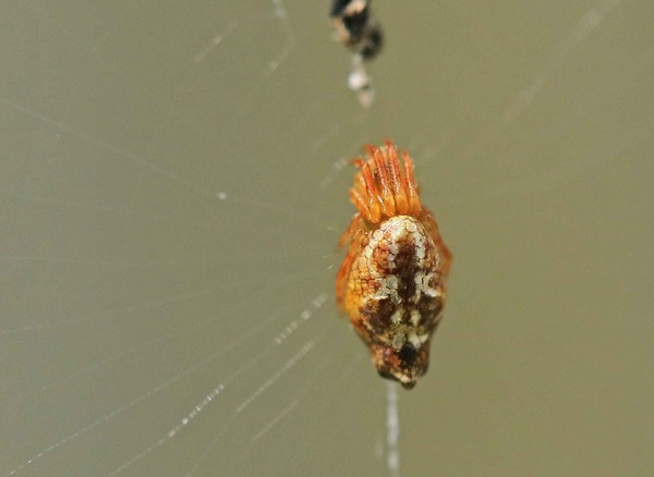 ゴミ収集する シマゴミグモ・コガネグモダマシ : こん近のblog