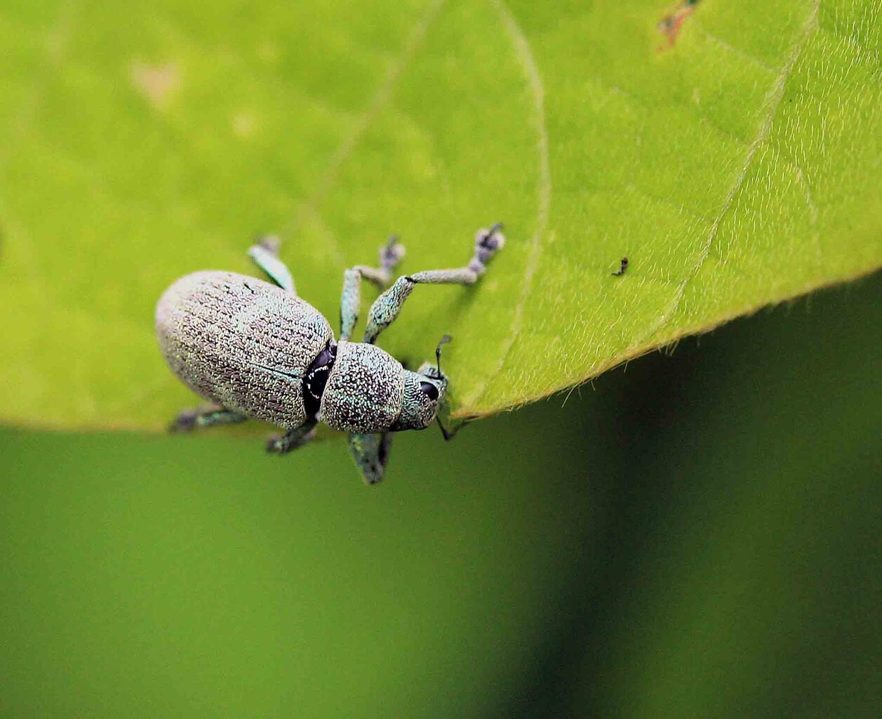 コフキゾウムシ クロナガハナゾウムシ こん近のblog