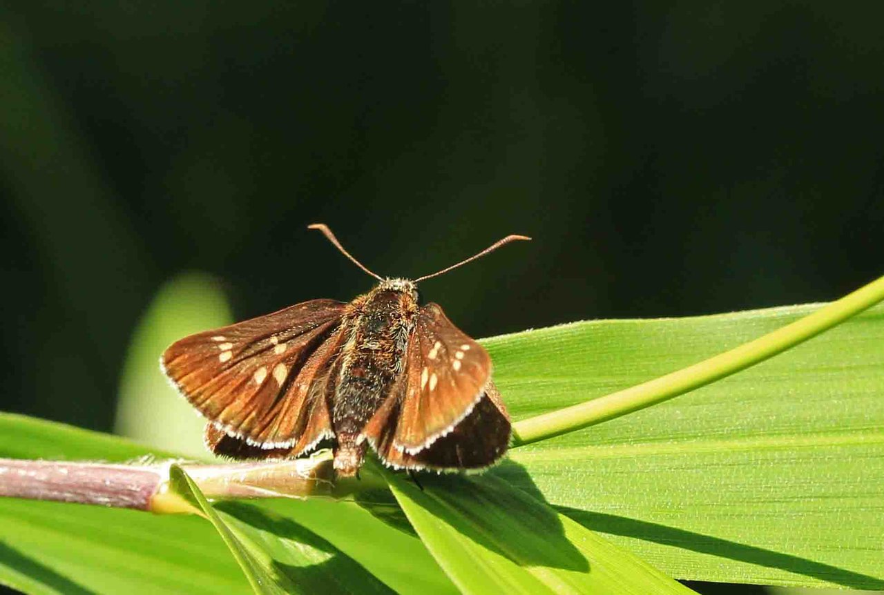 セセリチョウ科 コチャバセセリ キマダラセセリほか こん近のblog