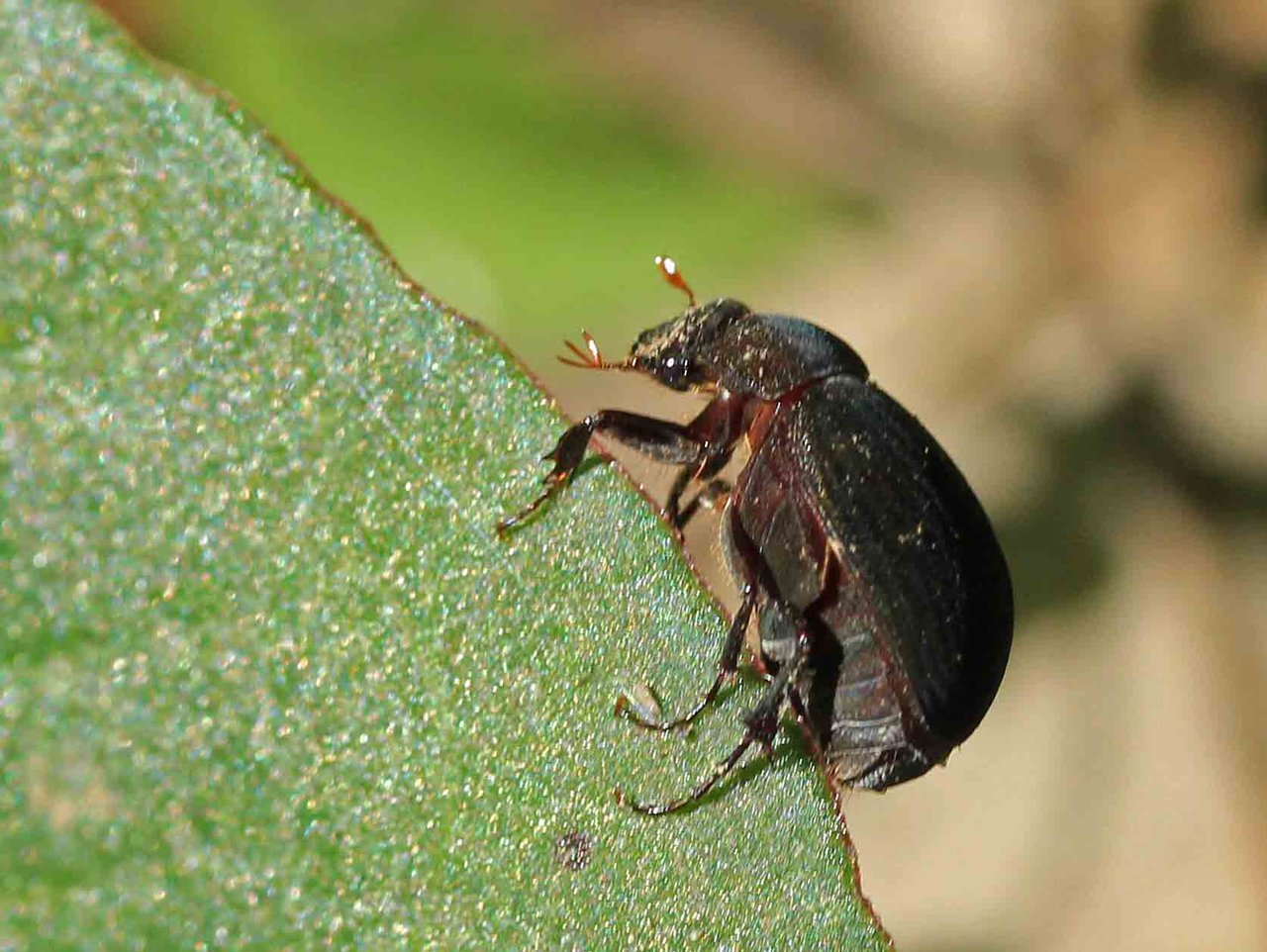 キスジコガネ ウスチャコガネ ビロウドコガネ こん近のblog