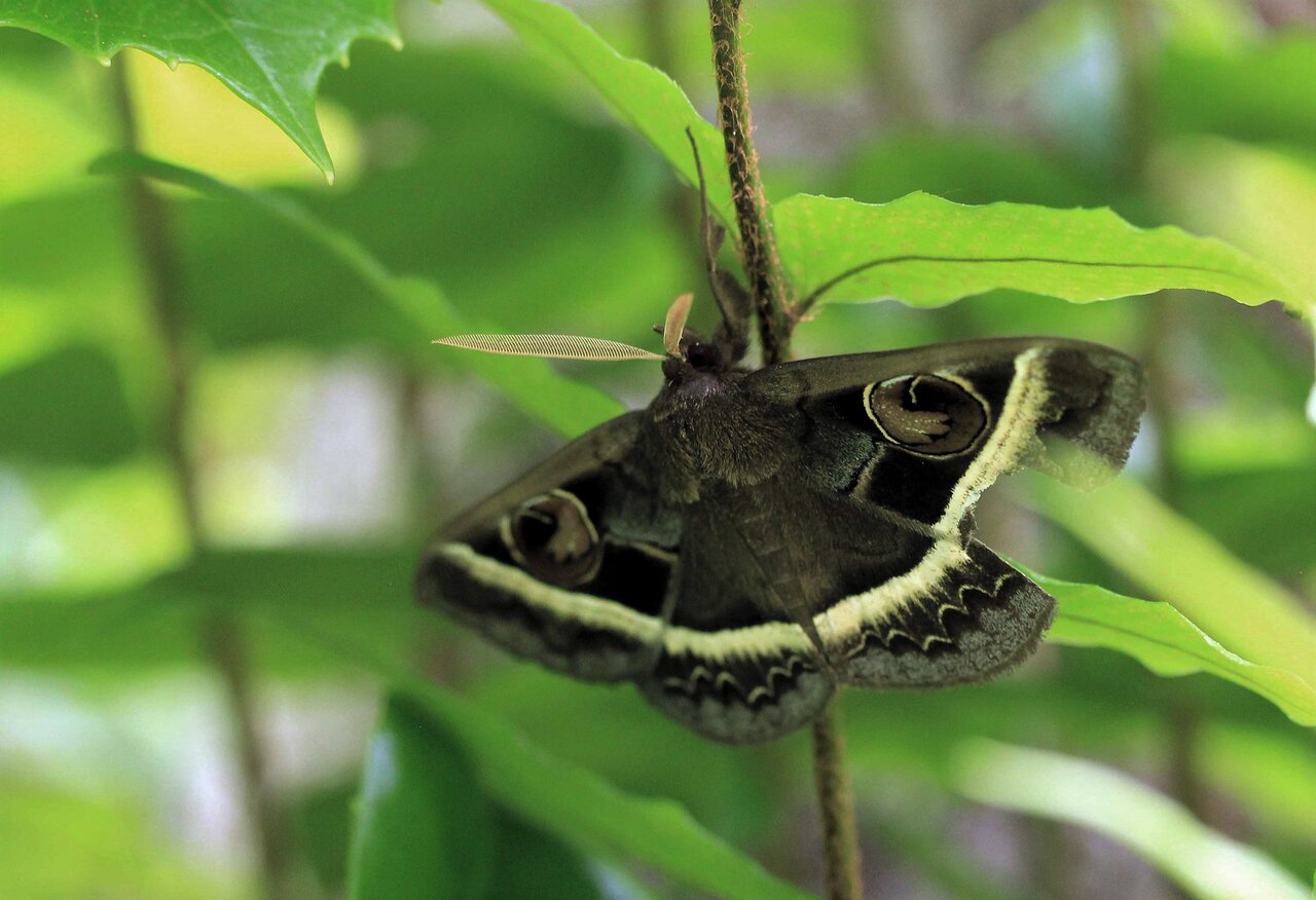 大きな蛾 シロスジトモエ ハグルマトモエ オオミズアオ オビカギバ キノカワガ こん近のblog