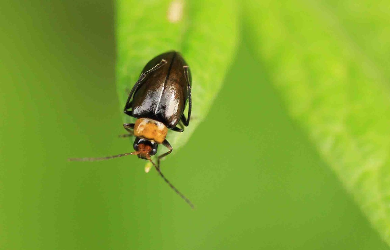 ハムシ科 ムナグロツヤハムシほか こん近のblog