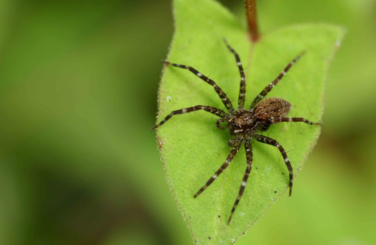 コアシダカグモ こん近のblog