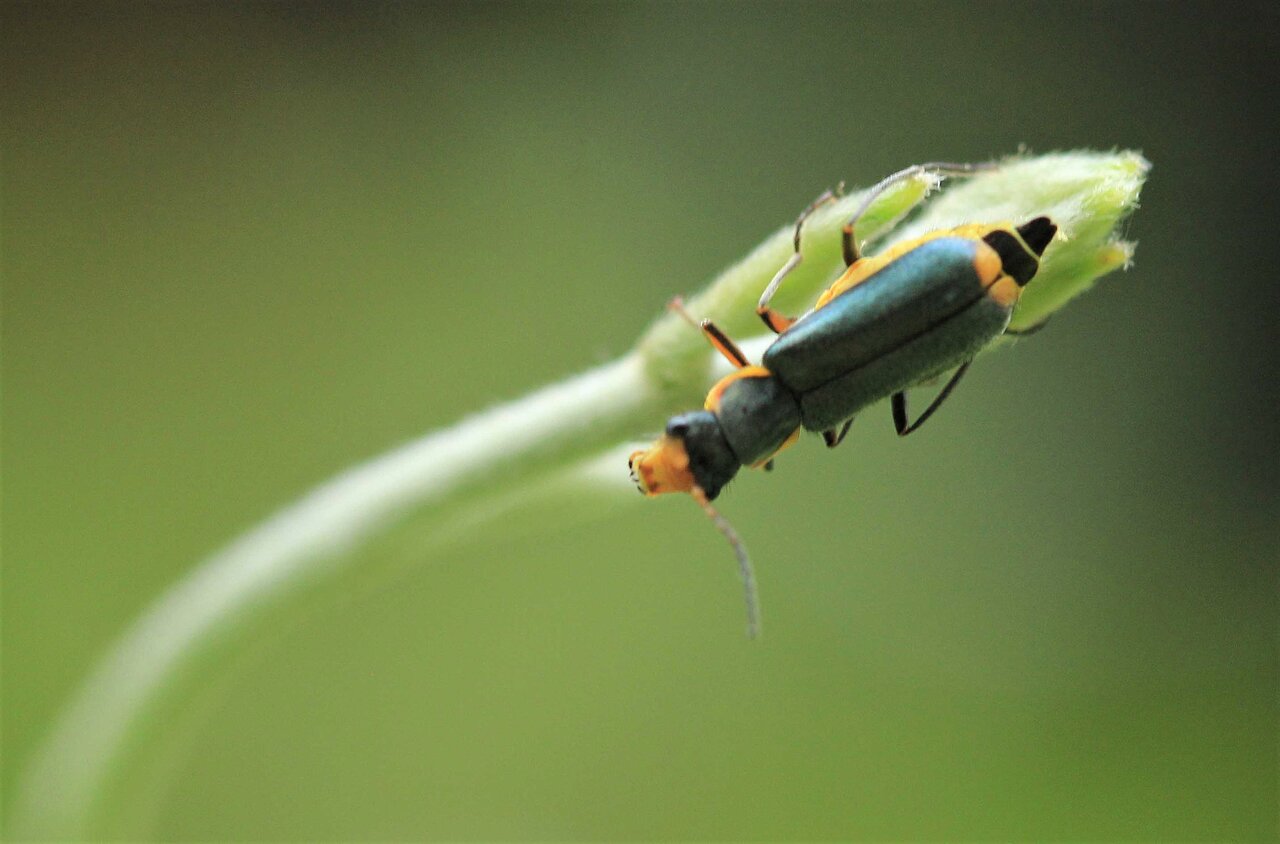 フタイロカミキリモドキ♂♀・ツマキアオジョウカイモドキ