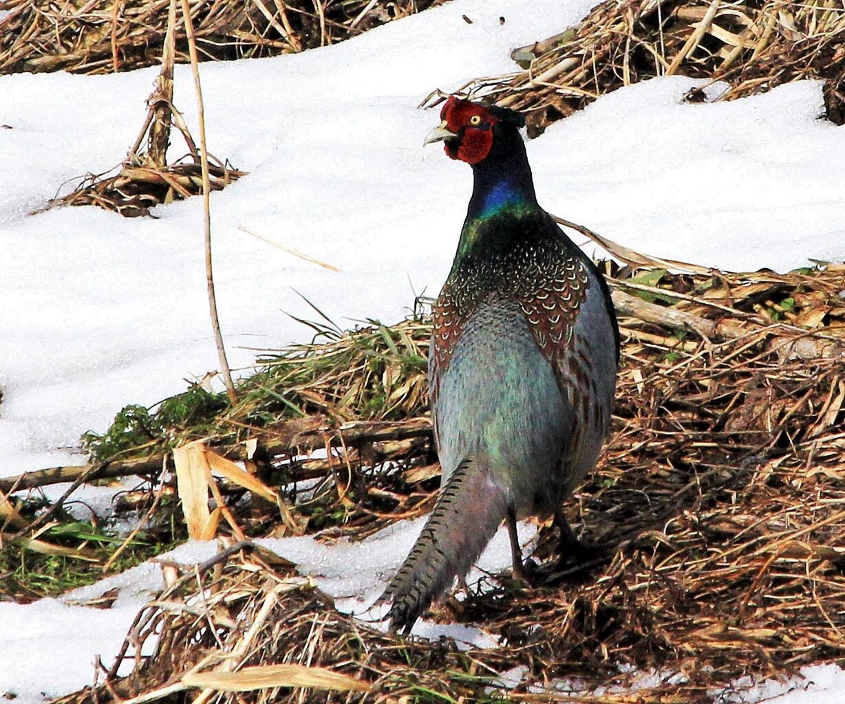 美しい国鳥 キジ 捕食する チュウサギ こん近のblog 美しい国鳥 キジ 捕食する チュウサギ こん近のblog