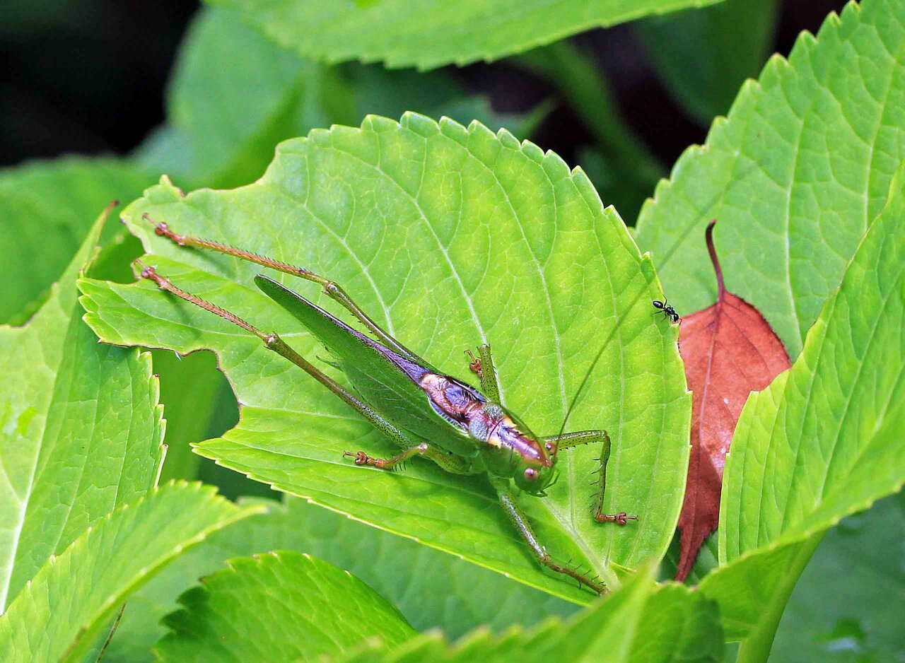 鳴く虫 ヤブキリ ニシキリギリス こん近のblog