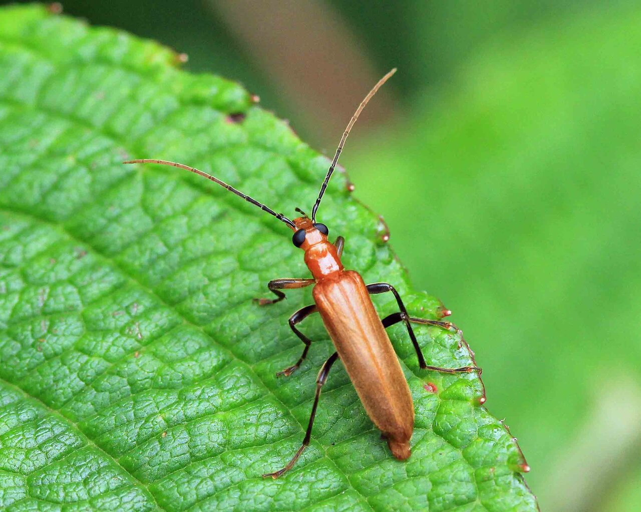 キイロカミキリモドキ・ハムシダマシ・セアカヒラタゴミムシ・ヨツボ