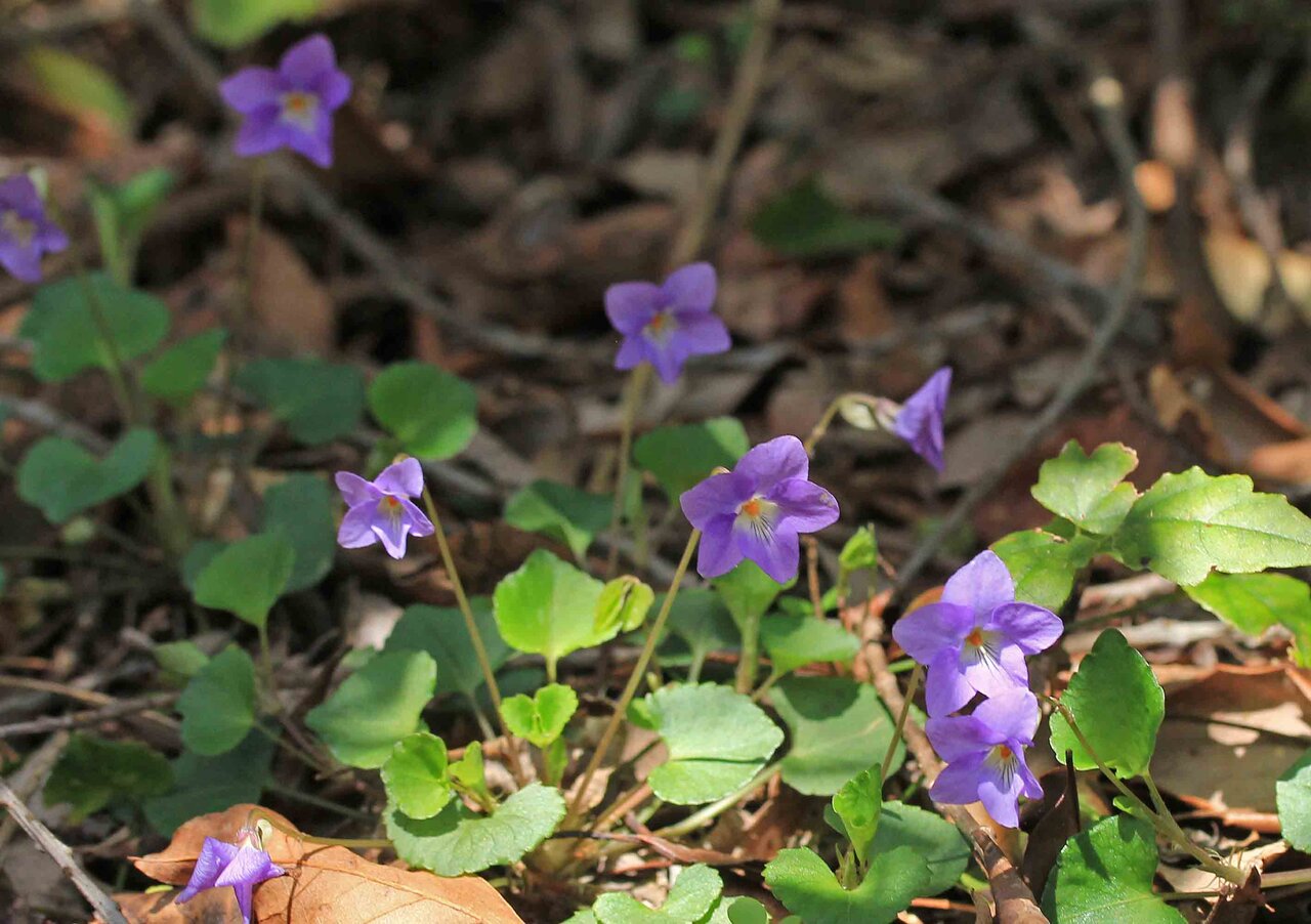 アオイスミレ タチツボスミレ オオタチツボスミレ こん近のblog