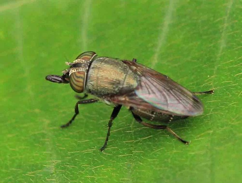 口 アブ アブ（虻）の生態や刺された時の症状と対策について