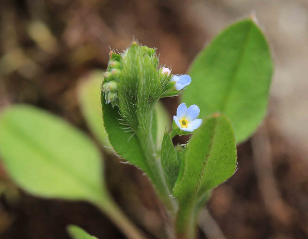 オオイヌノフグリ＊ナズナ＊キュウリグサ＊シジミチョウ♡植物画 Your Granny Was Chic