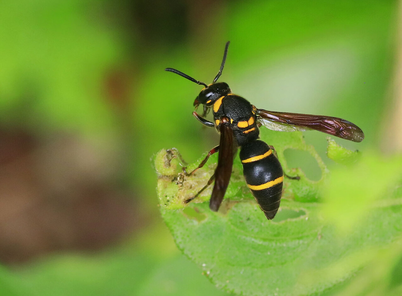 ベッコウクモバチ・オオモンクロクモバチ・オオフタオビドロバチ
