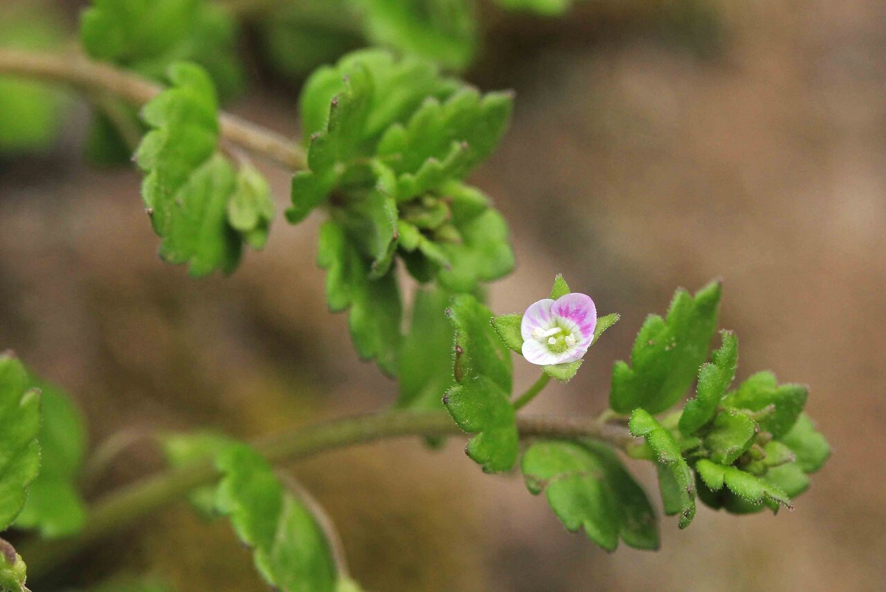 野の花 イヌノフグリ（絶滅危惧Ⅱ類）・タチイヌノフグリ
