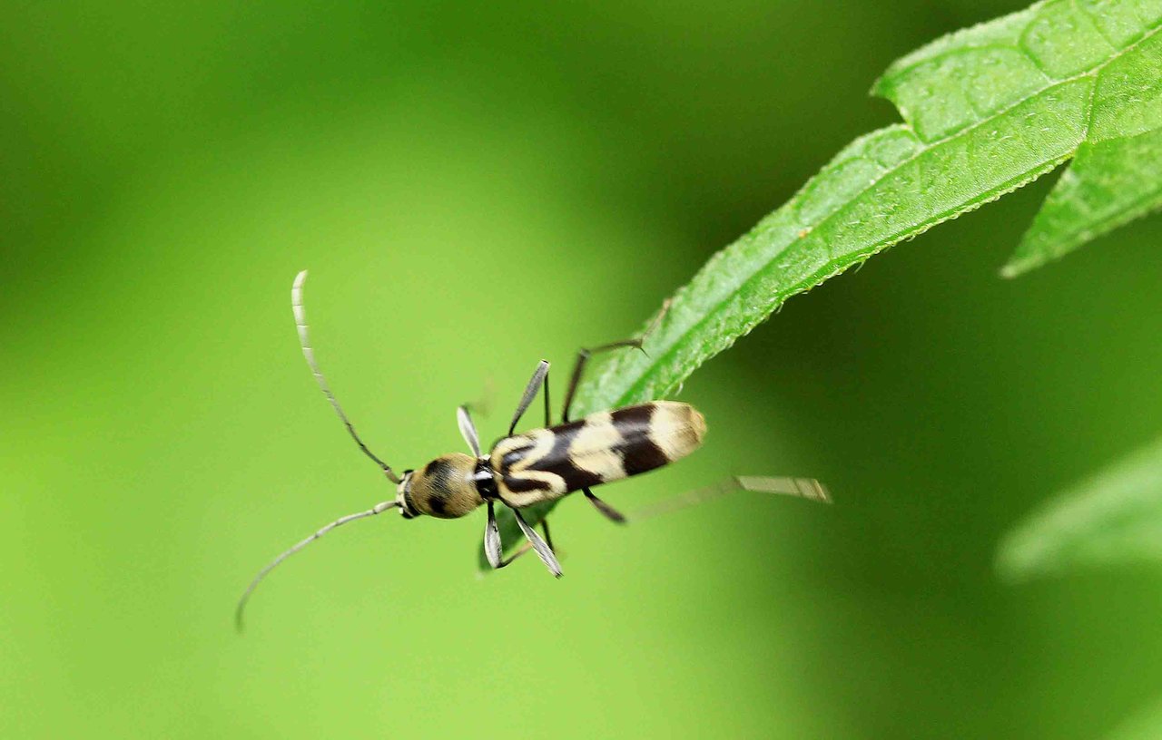 ゴマダラカミキリ エグリトラカミキリ こん近のblog