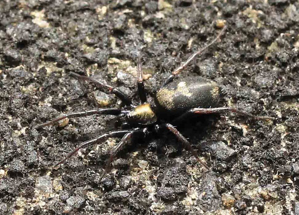 マエトビケムリグモ フタホシテオノグモ コアシダカグモ キザハシオニグモ こん近のblog マエトビケムリグモ フタホシテオノグモ コアシダカグモ キザハシオニグモ こん近のblog