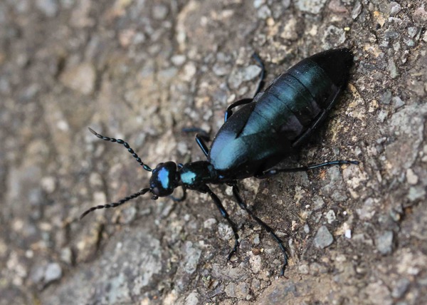 ヒメツチハンミョウ♀・マイマイカブリ : こん近のblog