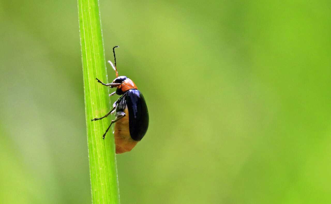 葉を食む オオアカマルノミハムシ・ホタルハムシ・キクビアオハムシ