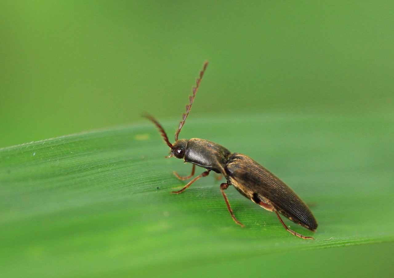 サビキコリ オオナガコメツキ カバイロコメツキ こん近のblog サビキコリ オオナガコメツキ カバイロコメツキ こん近のblog