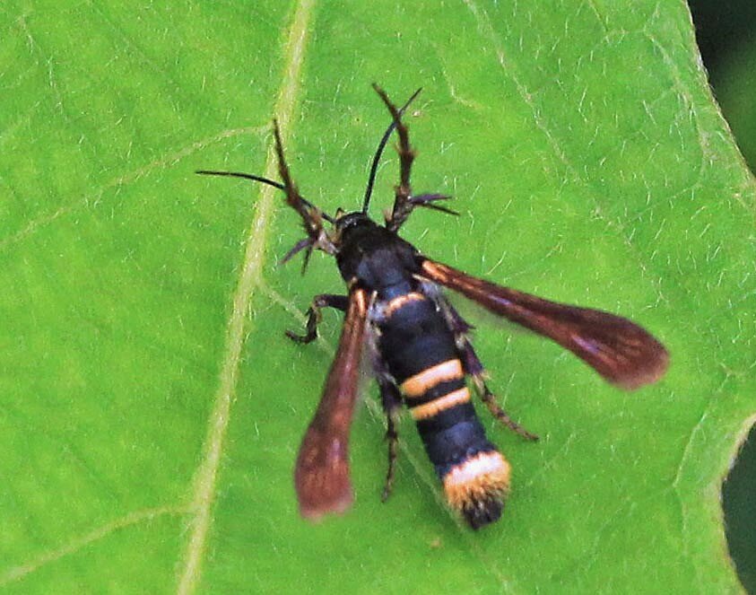 ホシホウジャク ヒメアトスカシバ ムナブトヒメスカシバ こん近のblog