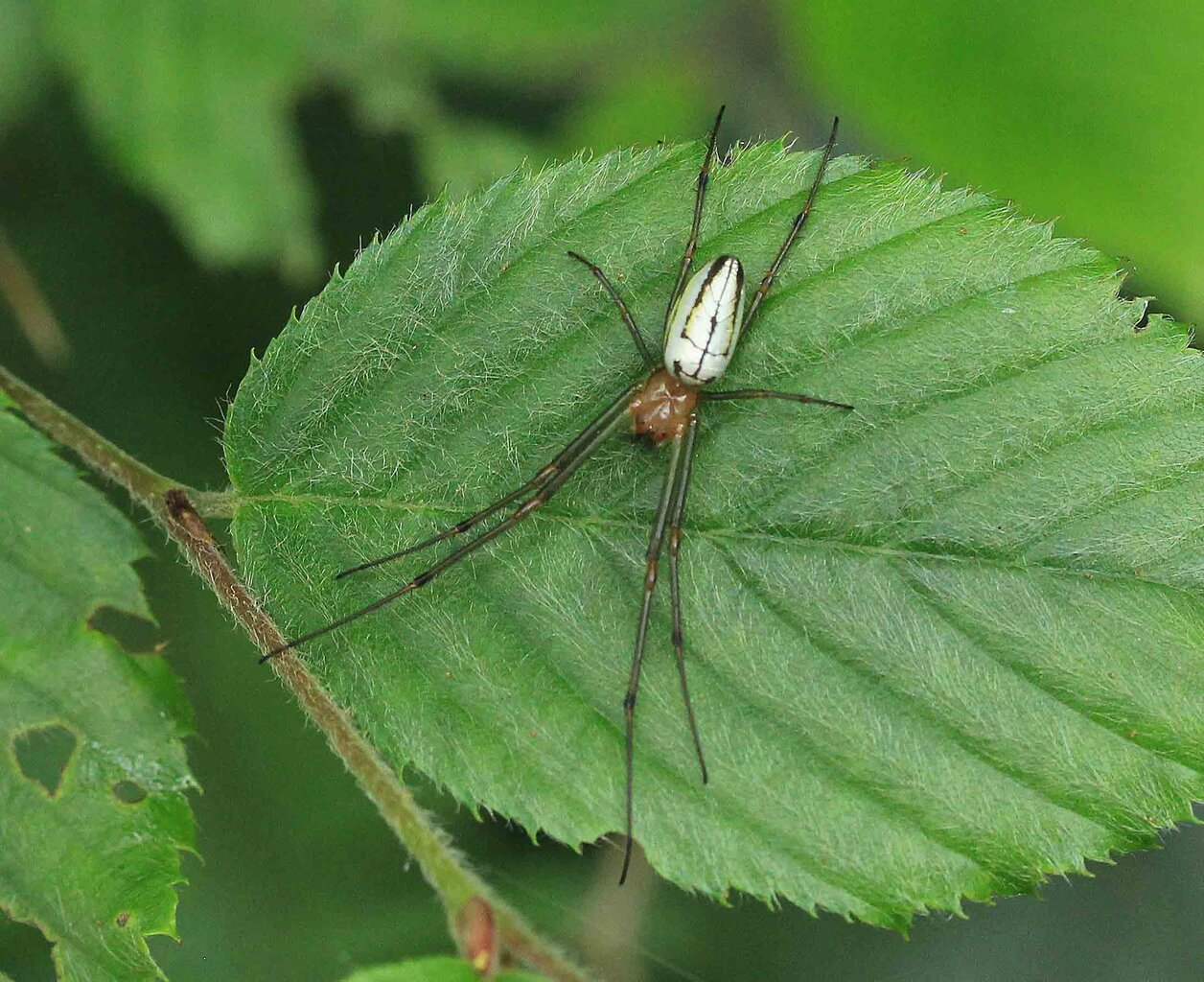 オオシロカネグモ チュウガタシロカネグモ コシロカネグモ こん近のblog