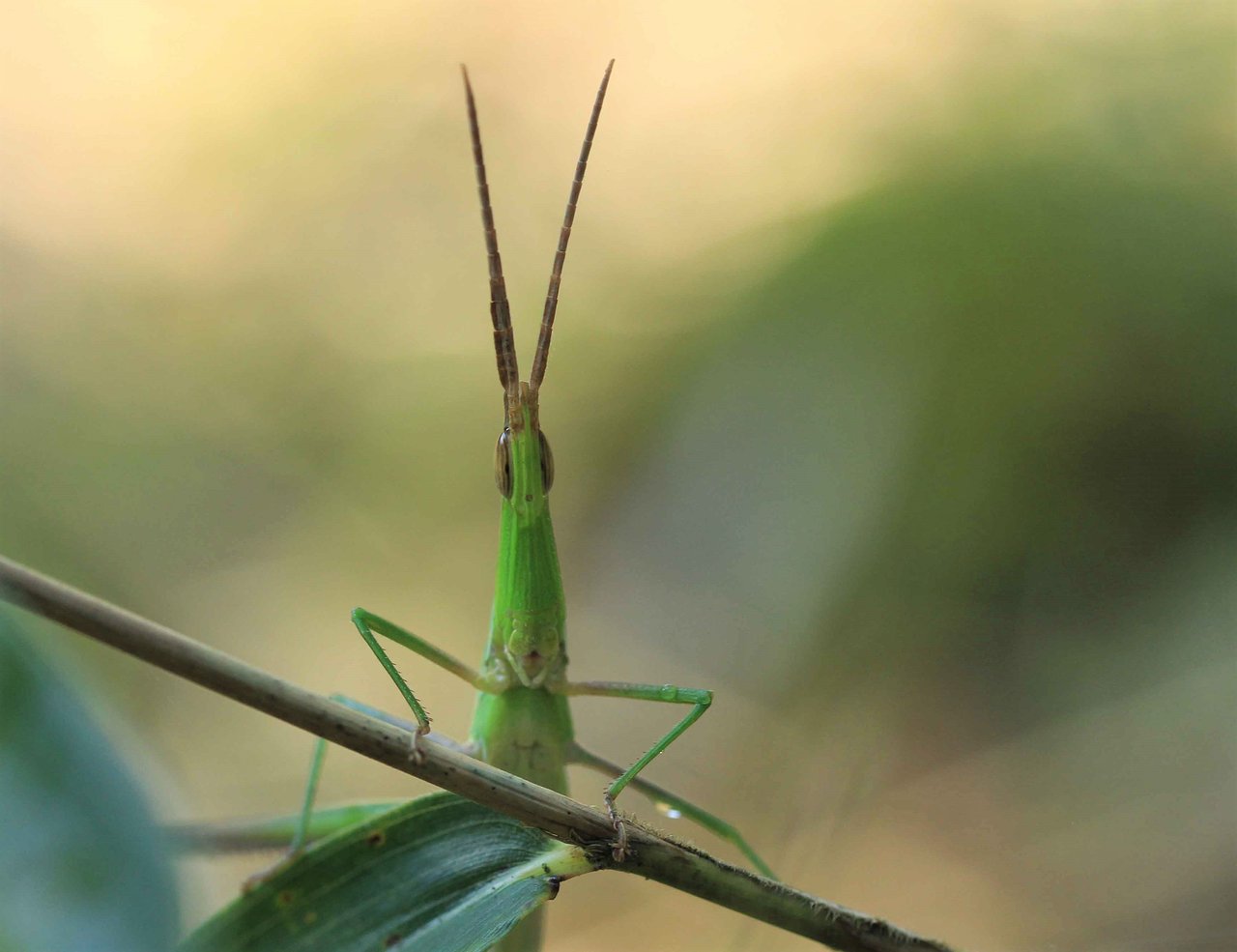 ショウリョウバッタ オンブバッタ こん近のblog
