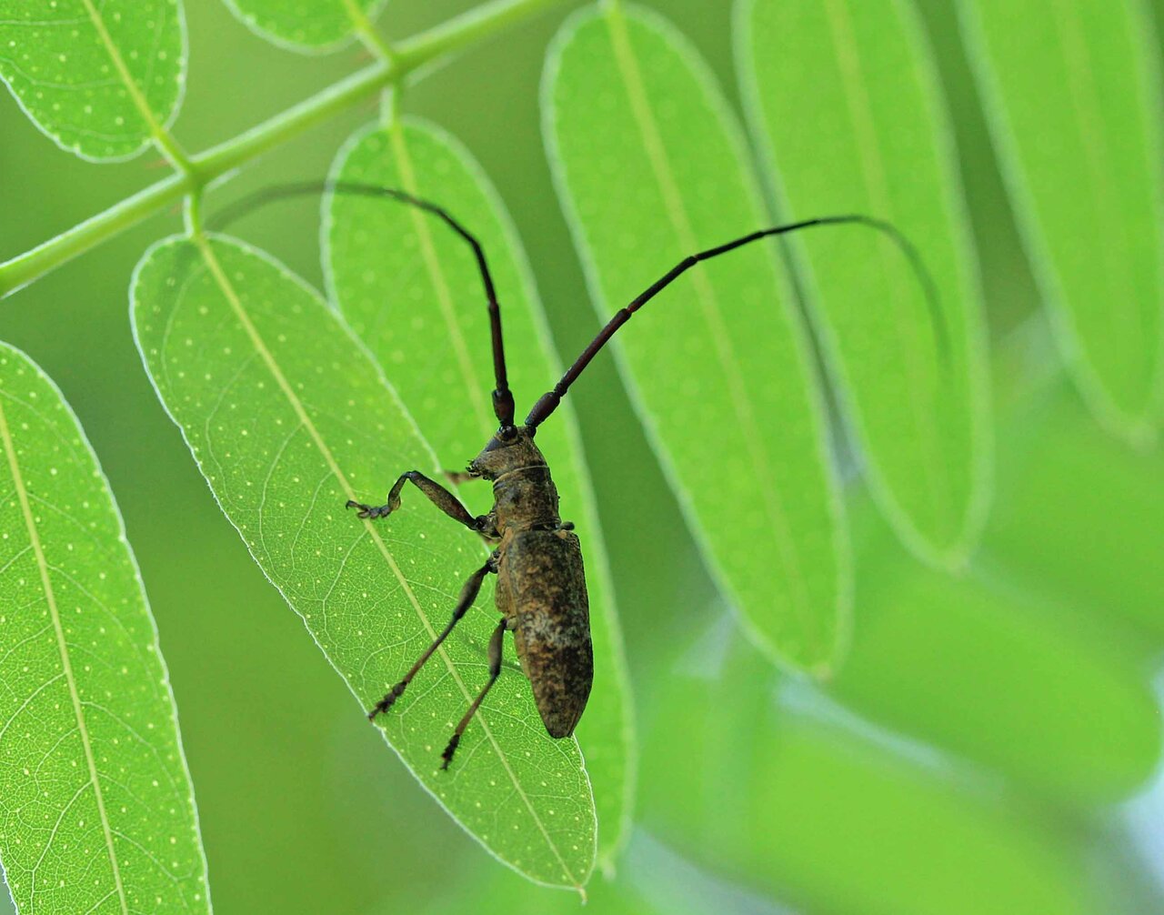 カミキリムシ（および甲虫）標本 Yahoo!オークション - 【12yP05727F】 希少 昆虫標本 タイタンオオウス