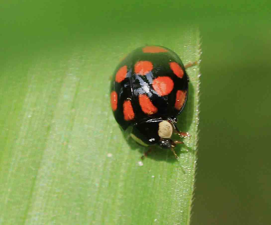 カメノコテントウ マダラテントウ仲間 ヒメカノコテントウ ナミテントウ こん近のblog