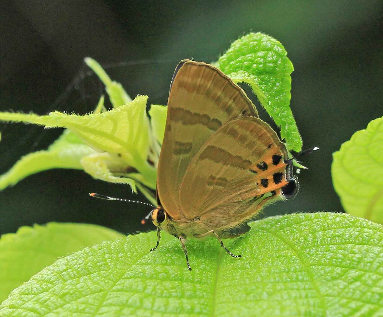 ゴイシシジミ トラフシジミ キマダラセセリ ホソバセセリ オオチャバネセセリ こん近のblog