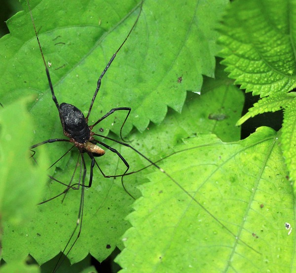 黒いザトウムシは オオナガザトウムシ♂に似ている : こん近のblog