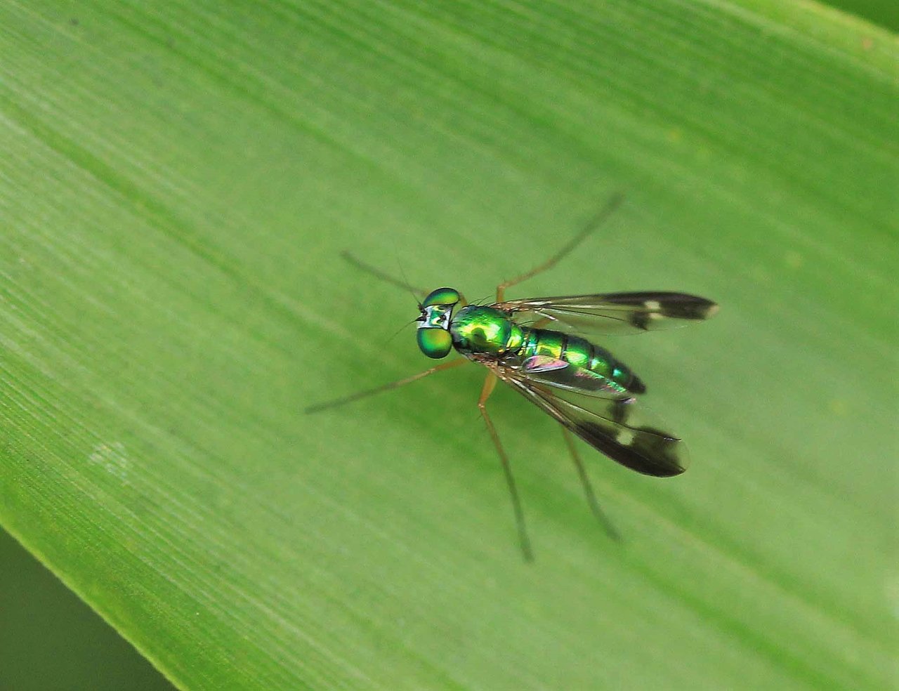 ハマダラヒロクチバエ マダラアシナガバエ シモフリシマバエ こん近のblog