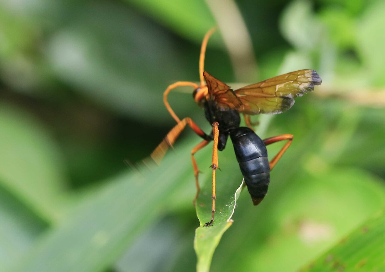 ベッコウクモバチ・オオモンクロクモバチ・オオフタオビドロバチ