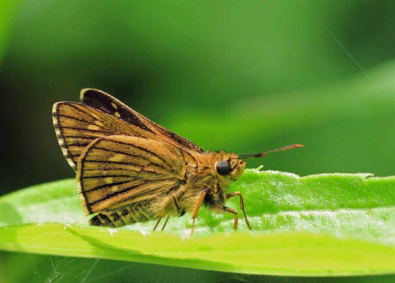 ずんぐりした コチャバセセリ チャバネセセリ オオチャバネセセリ イチモンジセセリ こん近のblog